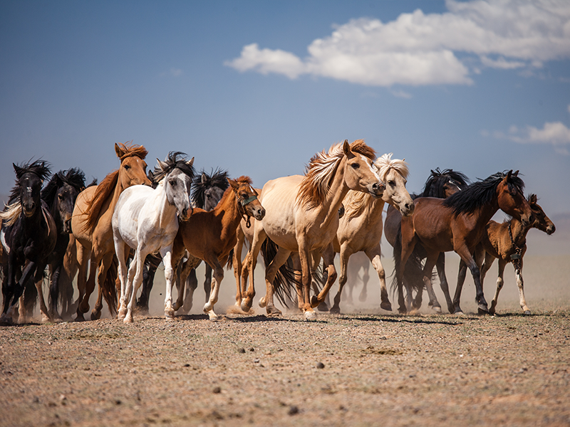 一万頭の馬祭り(1) | Jiguur