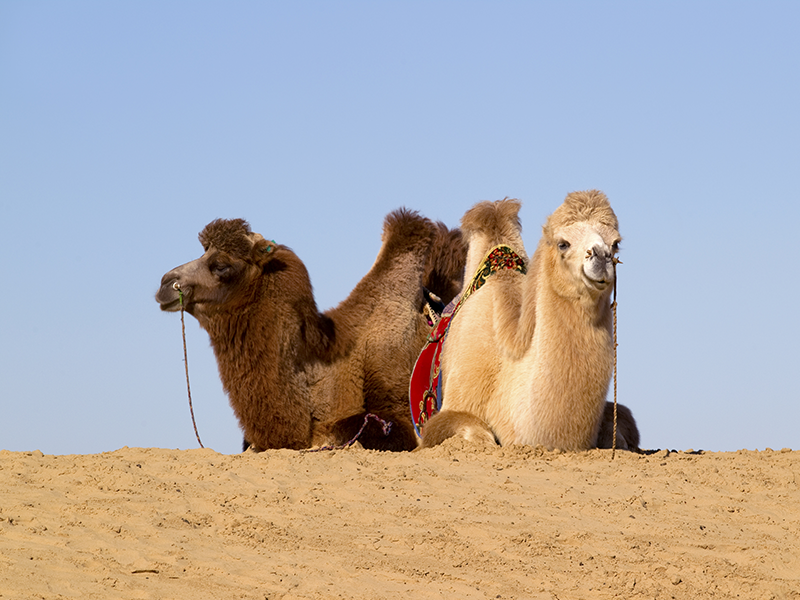 ラクダ・フェスティバル（南ゴビ県のボルガン村）(3) | Jiguur