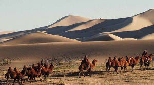 Day 4: Bayankhongor village - Gobi Camel(0) | Jiguur