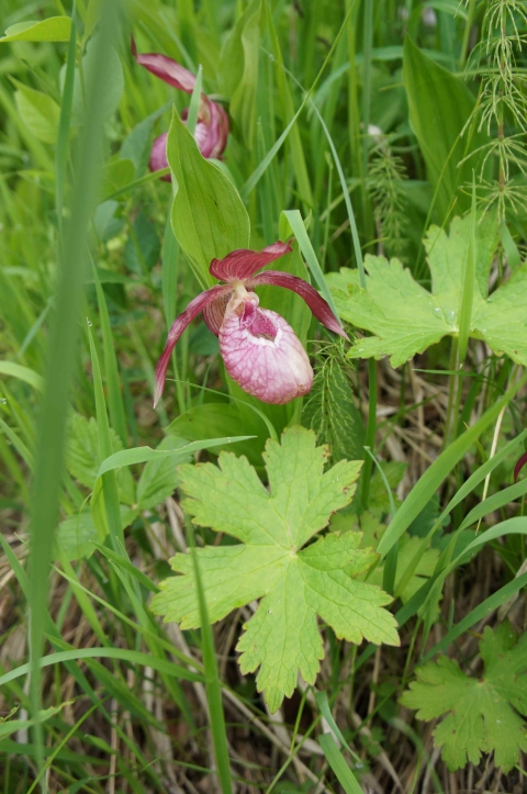 2026年、アツモリソウを見に行くフラワーハイキングツアー | Jiguur
